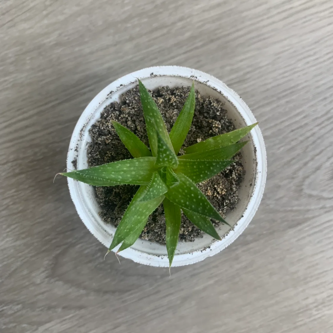 Succulent image indicator(2)