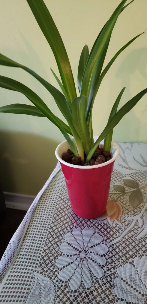 spider plants