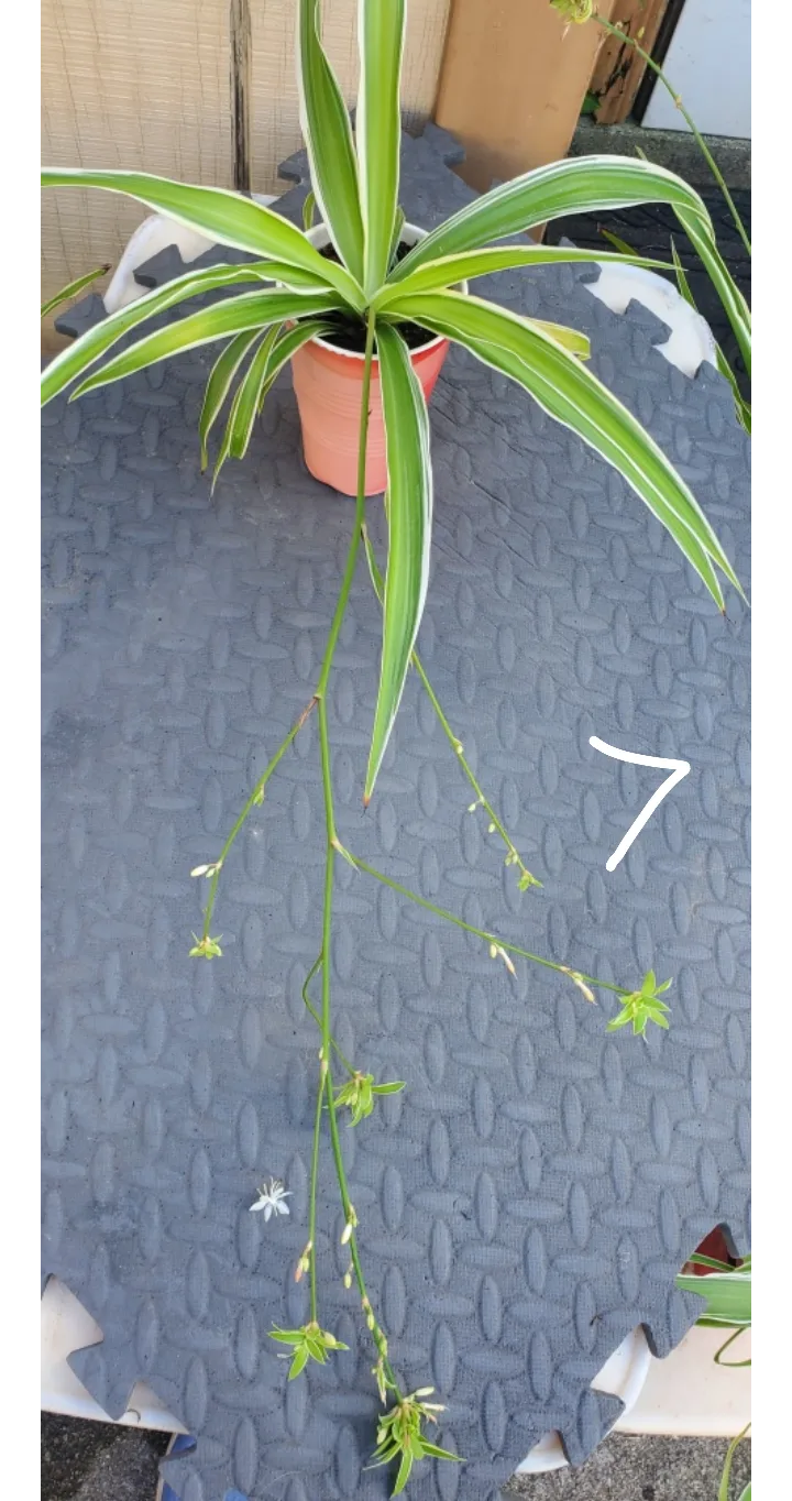 Spider Plant with Plantlets image indicator(7)