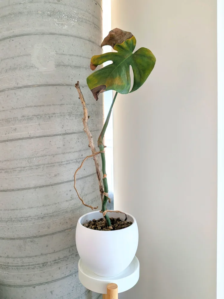 Monstera Plant in stylish white pot thumbnail