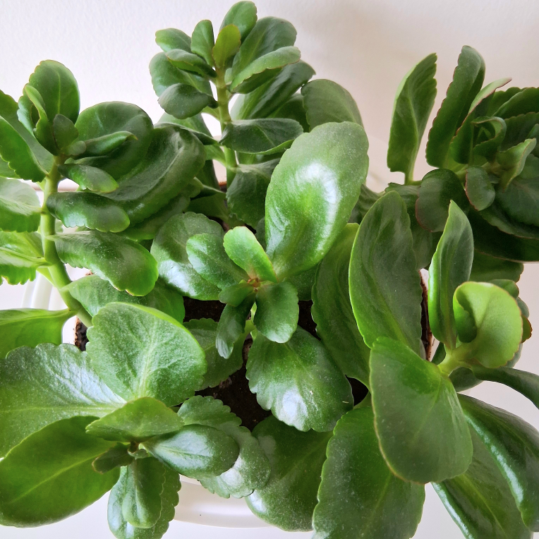🌱 Kalanchoe 🌻 - photo 5