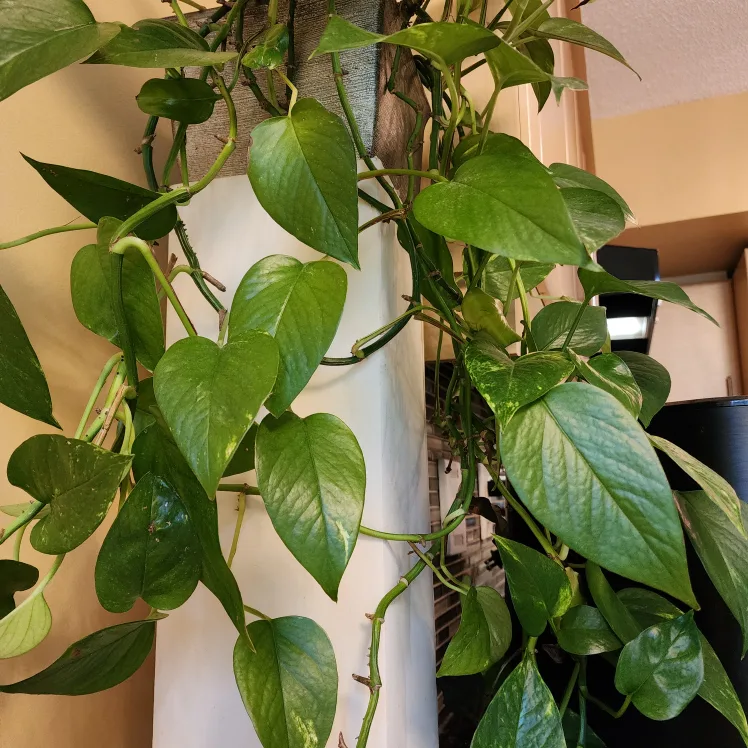 🧡 Pothos Plant Cuttings thumbnail