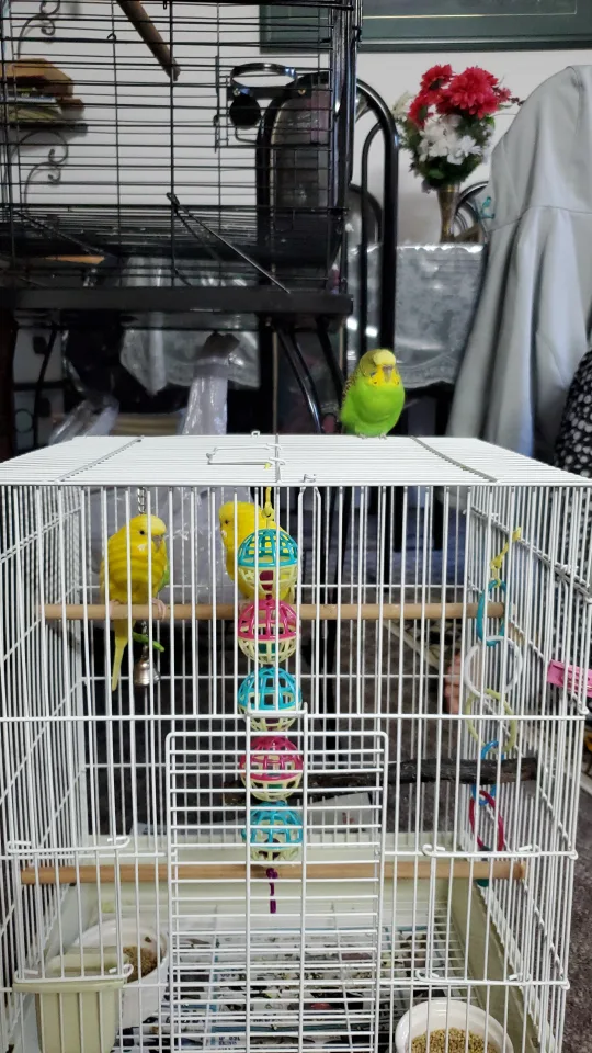 Pet Sitting for Birds! thumbnail