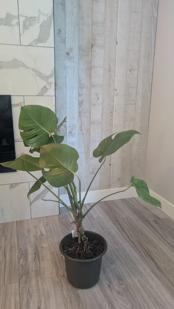 Monstera Plant thumbnail