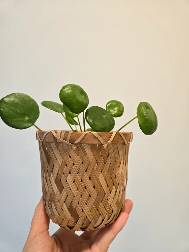 Pilea peperomioides plant in woven pot thumbnail
