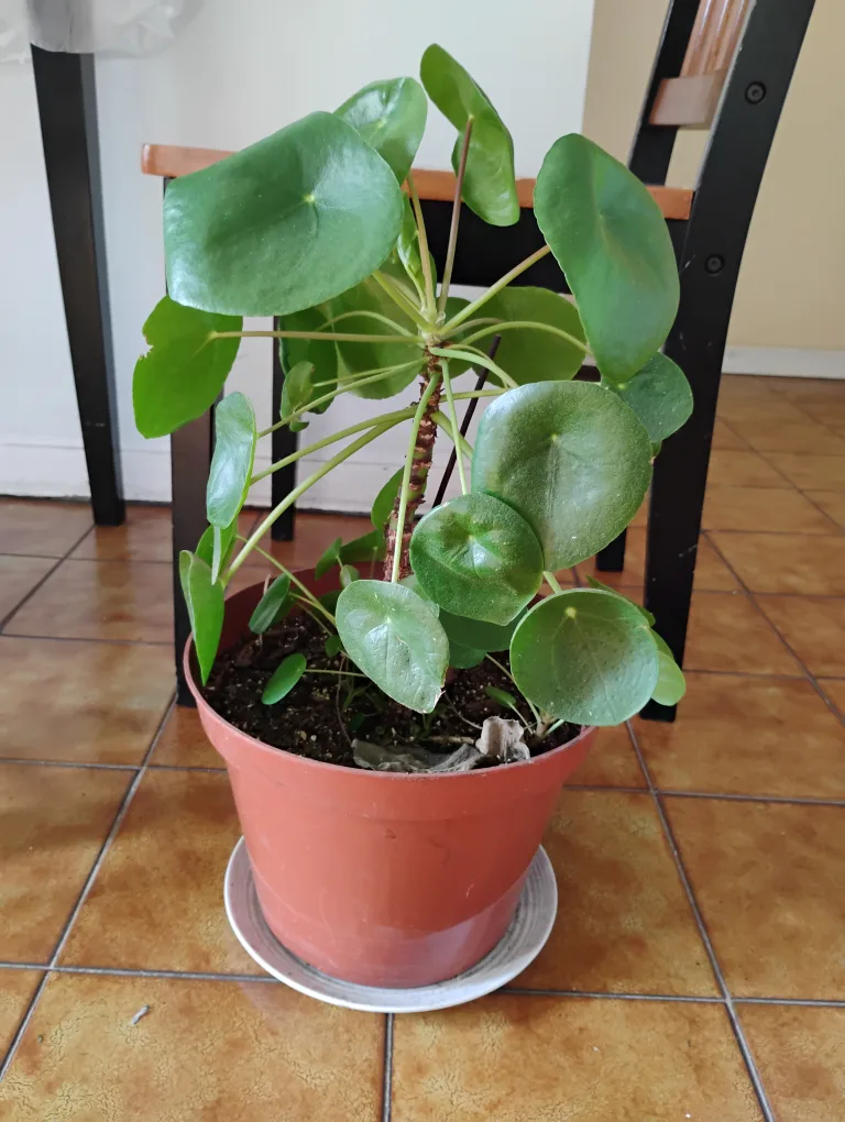 plant thumbnail