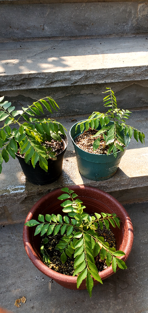 Curry Leaf Plant - photo 2