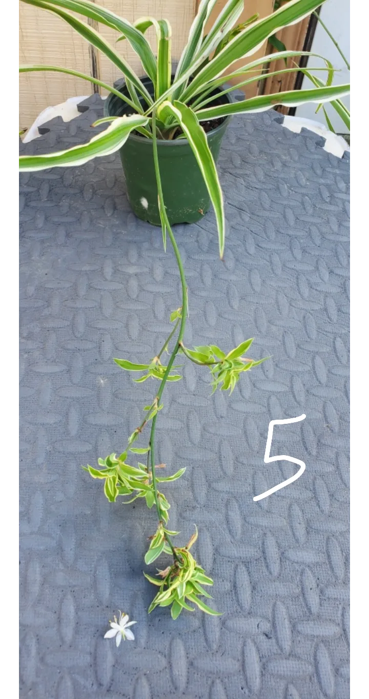 Spider Plant with Plantlets image indicator(5)