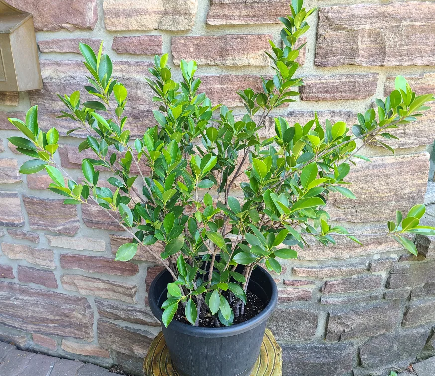 Ficus Plant #8 image indicator(2)