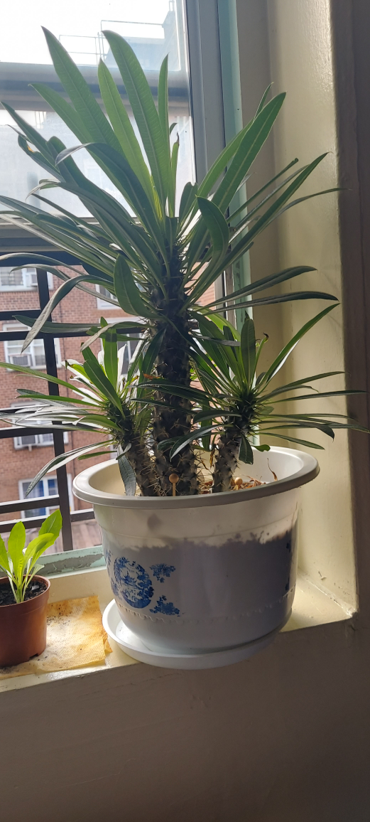 Potted Madagascar Palm Plant