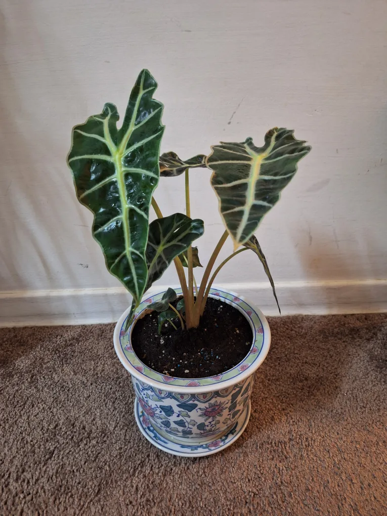 Alocasia Frydek Plant with Decorative Pot thumbnail