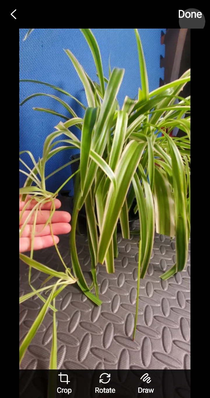 Spider Plant with Pup image indicator(2)