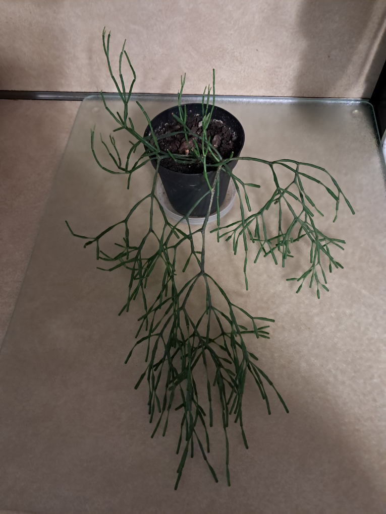 Pencil Cactus Plant - photo 2