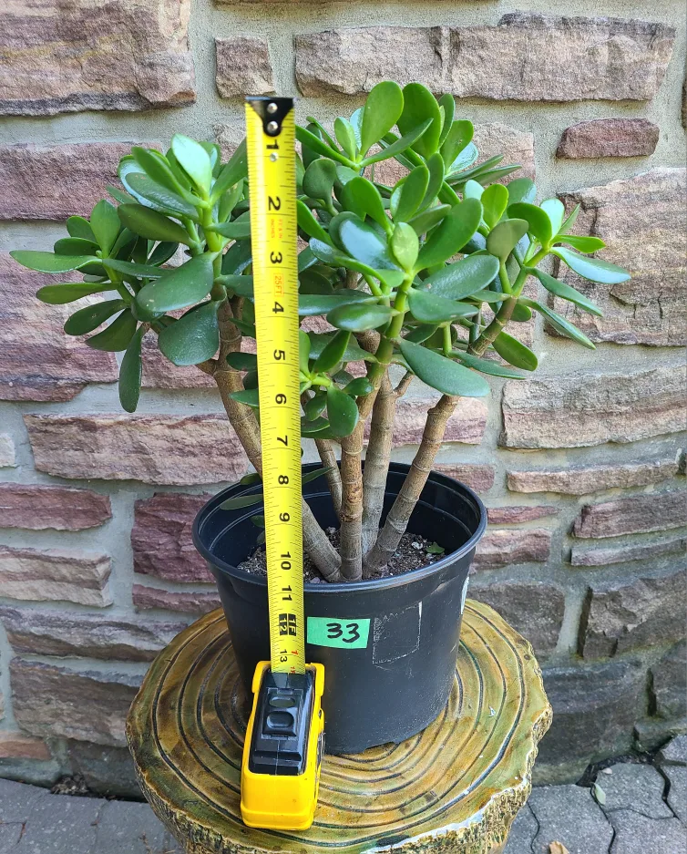 Jade Plant #33 image indicator(3)