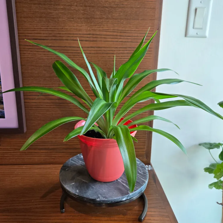 Spider plant with coral pot! 🪴 thumbnail