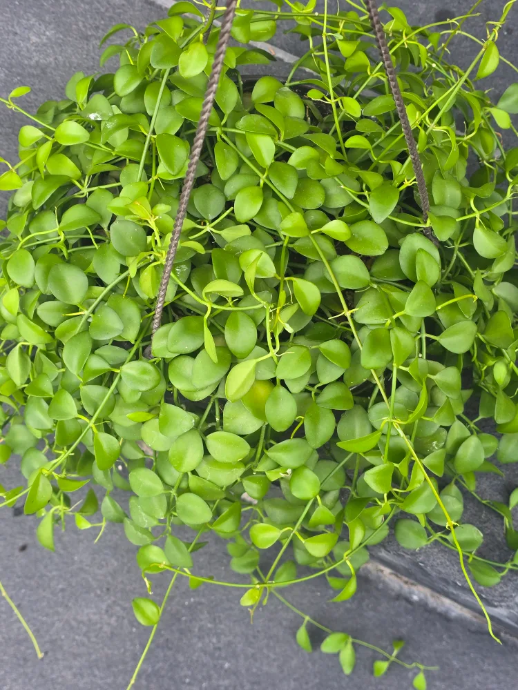 Hanging Dischidia Plant 8"hanging baskets thumbnail