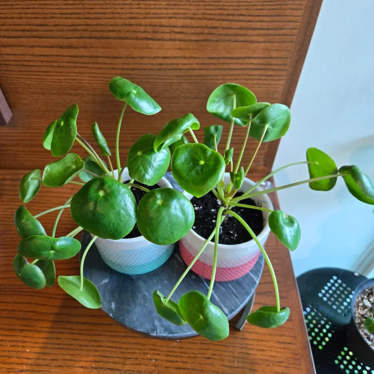 Pair of Pilea (Chinese Money Plants) with pots! 🪴 image indicator(2)