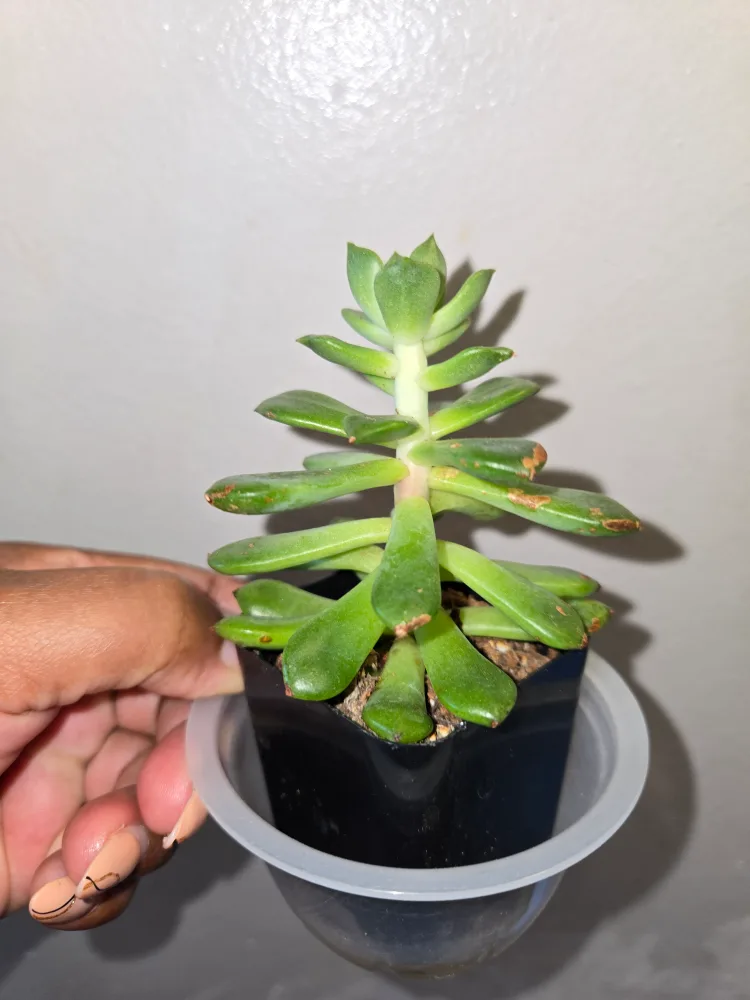 Echeveria Plant 🌵✨️ thumbnail