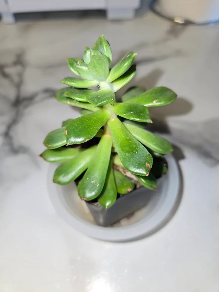 Echeveria Plant 🌵✨️ image indicator(2)