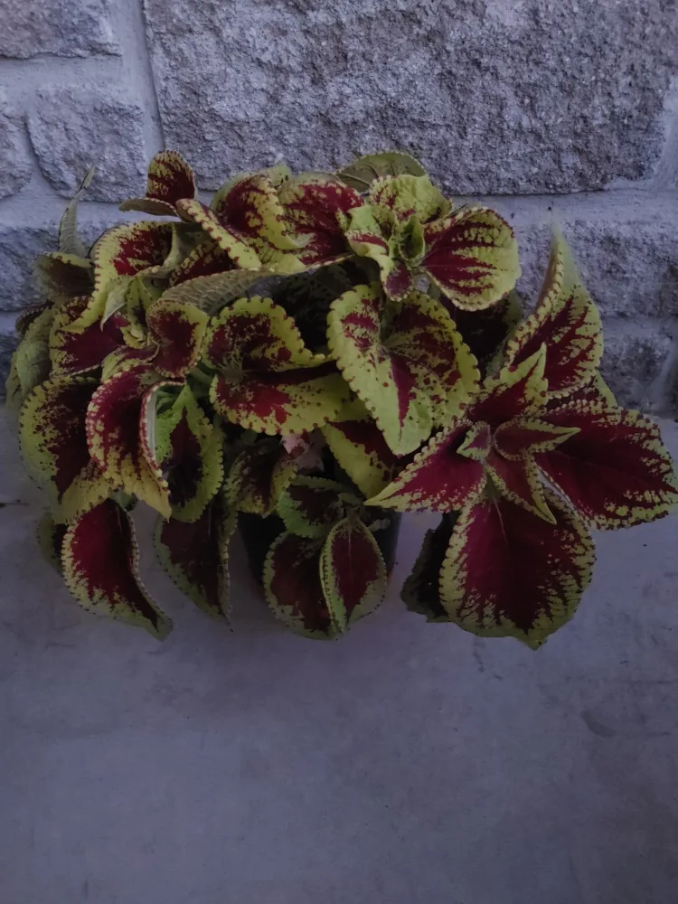 Coleus Plant thumbnail