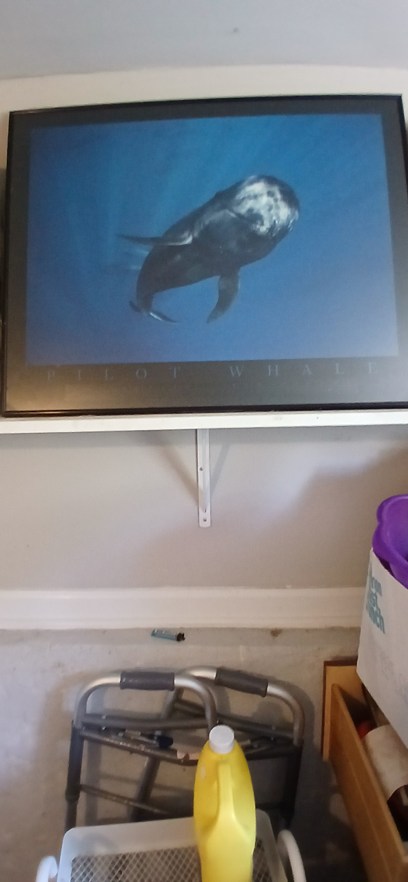 Pilot Whale Framed Print - photo 2