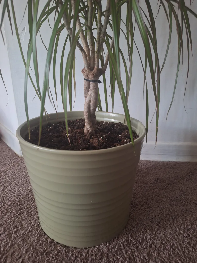 Potted Dracaena Marginata Plant image indicator(2)
