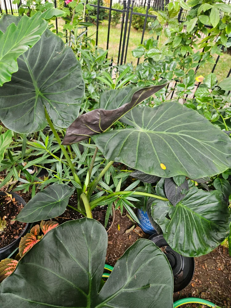 Elephant Ear Plant image indicator(4)