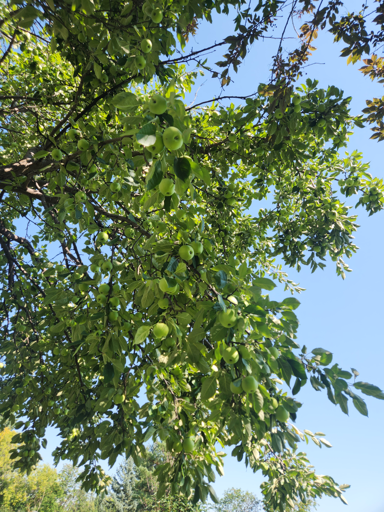 free apples