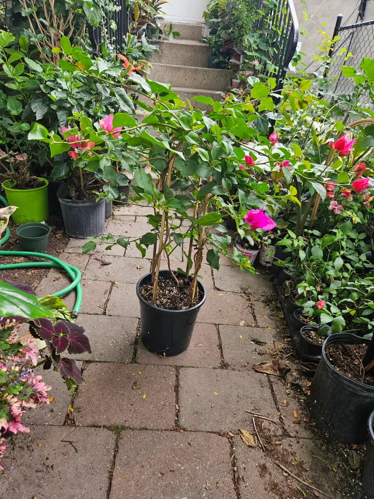 Potted Bougainvillea Plant image indicator(3)