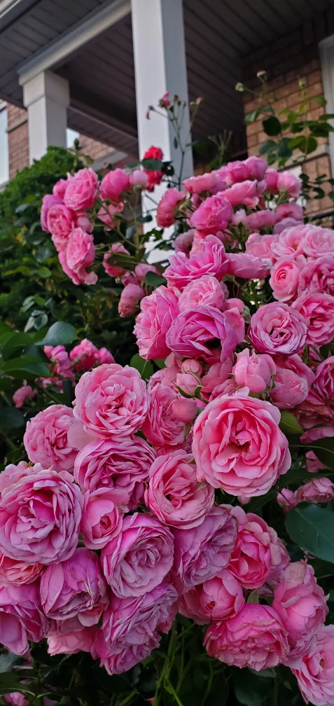 Pomponella Fairy Tale rose image indicator(2)