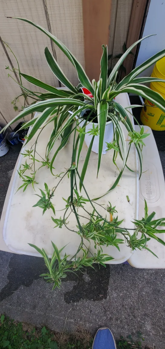 Spider Plant image indicator(3)