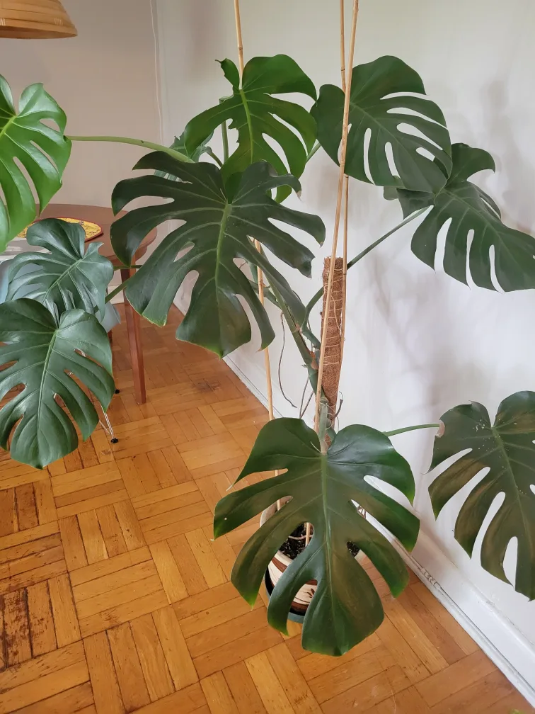 Monstera plant with pot image indicator(2)
