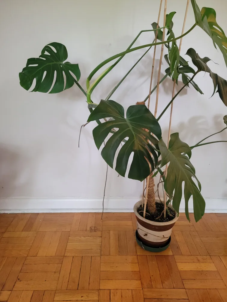 Monstera plant with pot image indicator(3)
