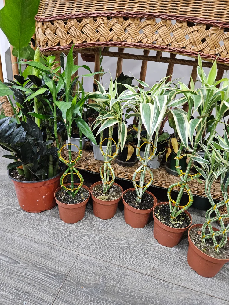 ❤️Lucky Bamboo Plants❤️ thumbnail