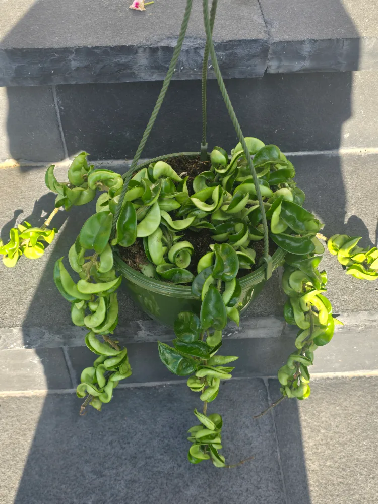 Hoya Carnosa Compacta (Hindu Rope). 8"hanging baskets image indicator(3)