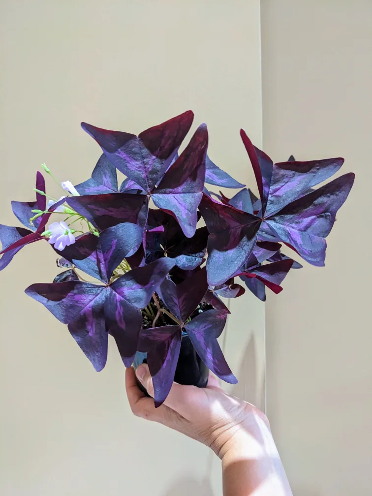 Assorted House/ Indoor Plants thumbnail