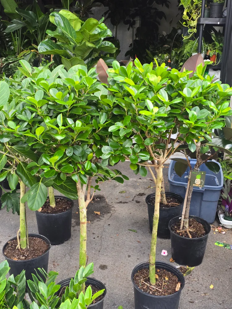 ficus standard tree  also called ginseng tree image indicator(2)