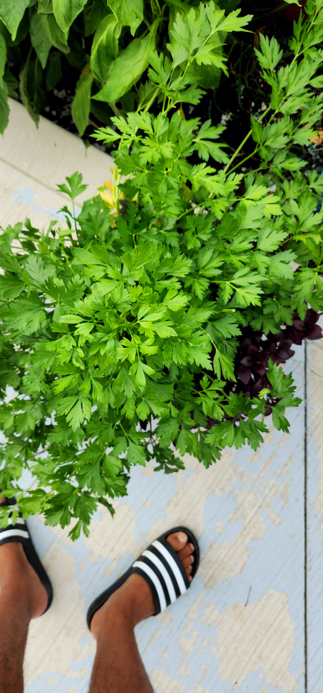 cilantro plant