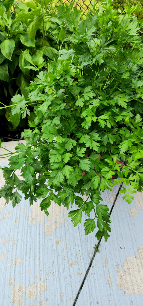 cilantro plant - photo 2