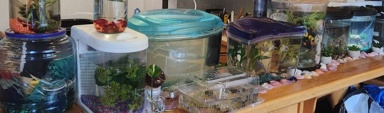 1 to 5 Gallon Aquarium possibly with some accessories thumbnail
