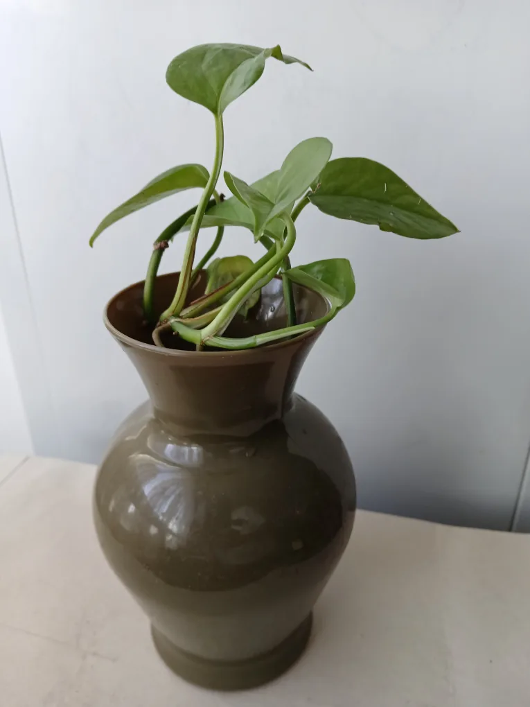 Rooted Pothos Plant with Vase available. thumbnail