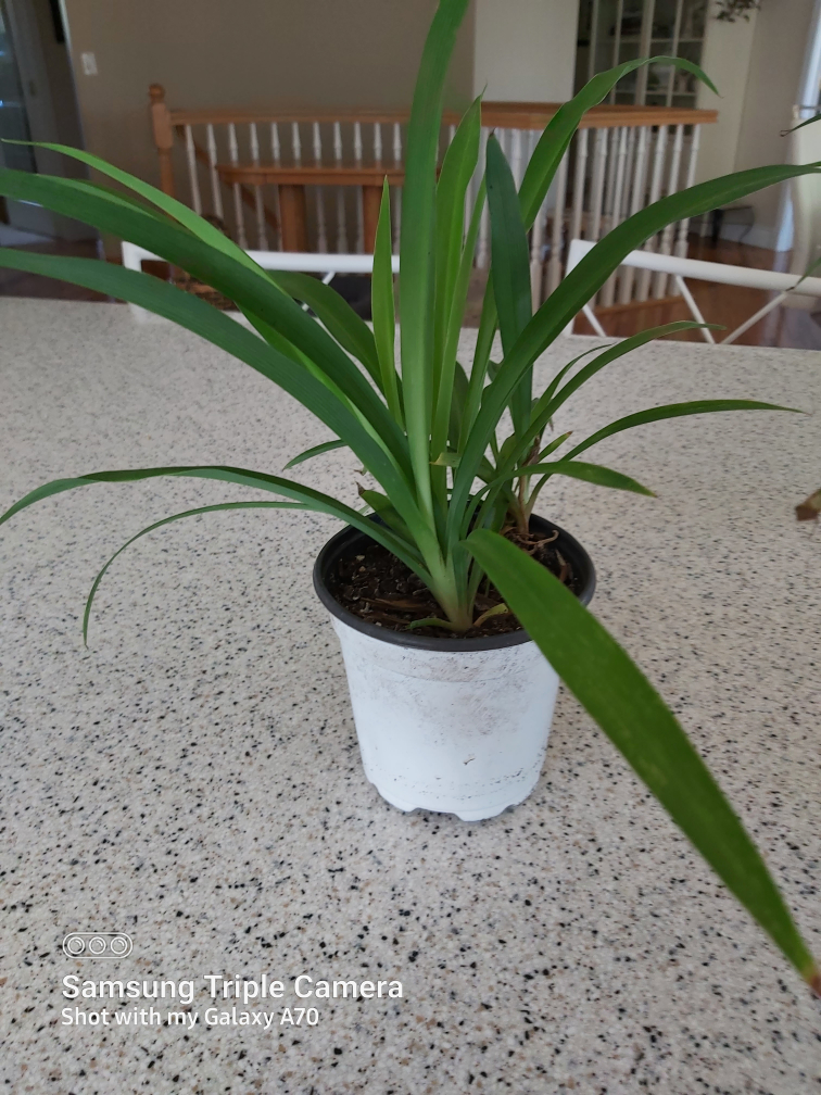 Potted Spider Plant - photo 3
