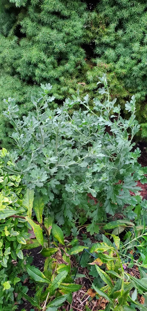 Chrysanthemum image indicator(3)