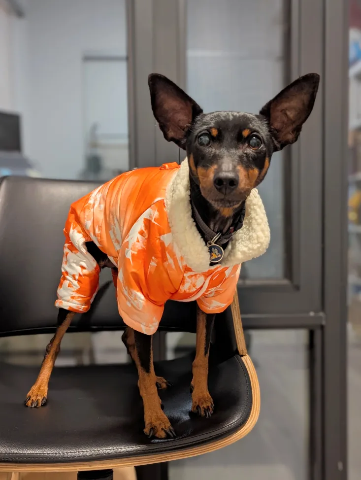 Dog Winter Jacket thumbnail