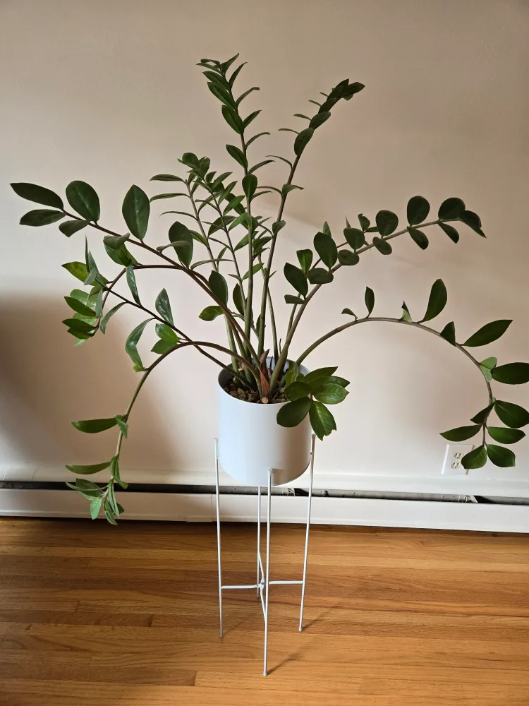 ZZ Plant in Powder Blue Pot with Stand thumbnail