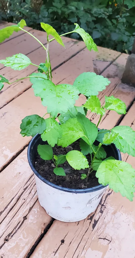 Rose of Sharon image indicator(5)