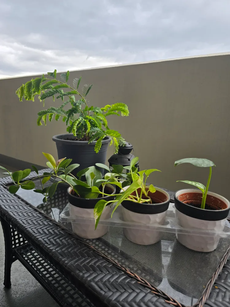 3 plants in ceramic pots thumbnail