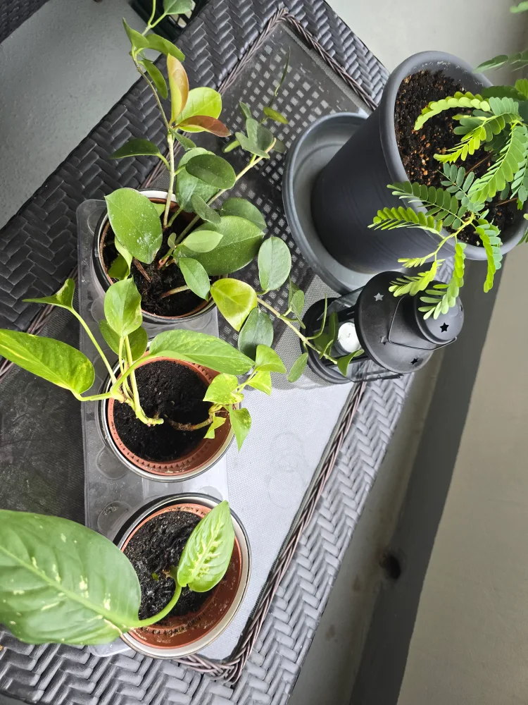 3 plants in ceramic pots image indicator(2)