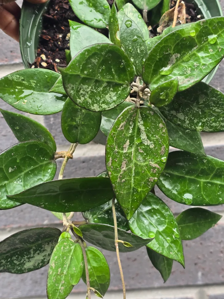 Hoya Plant 6"pot image indicator(2)