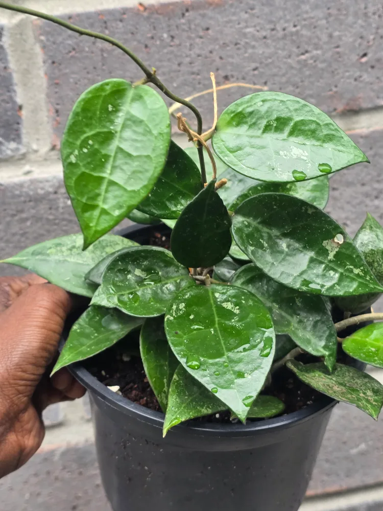 Hoya Plant 6"pot image indicator(3)